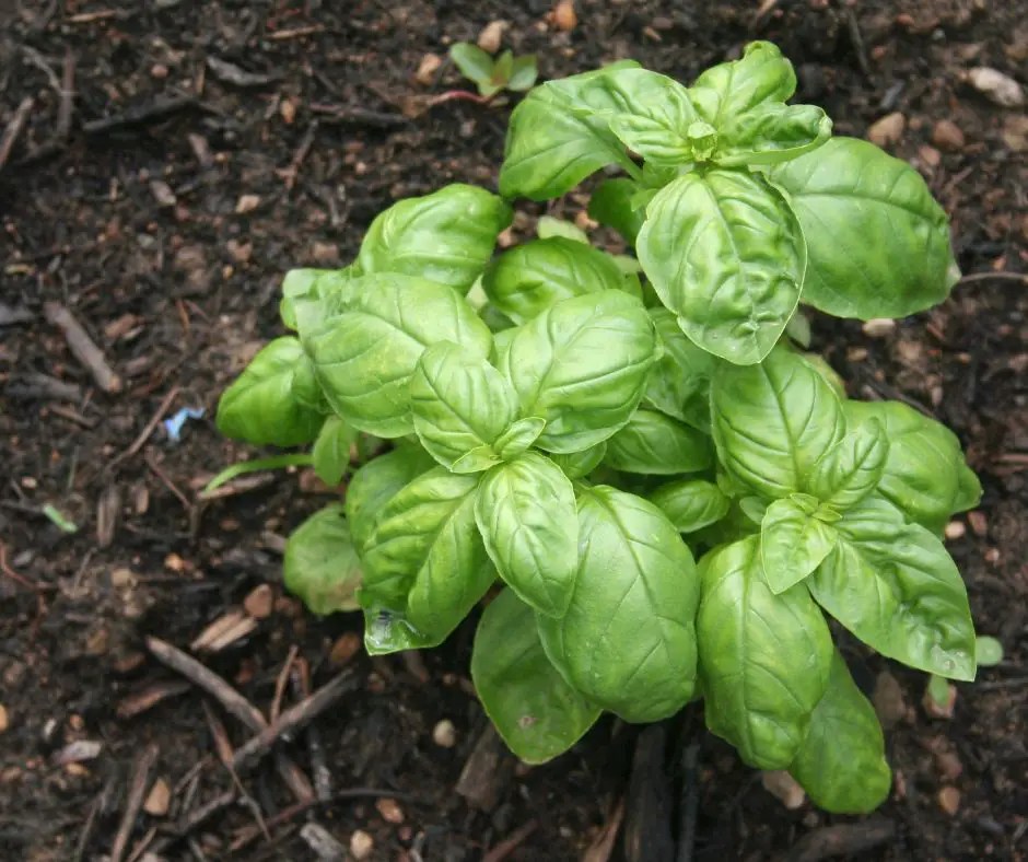 10 Amazing Health Benefits of Basil (When Living OffGrid)