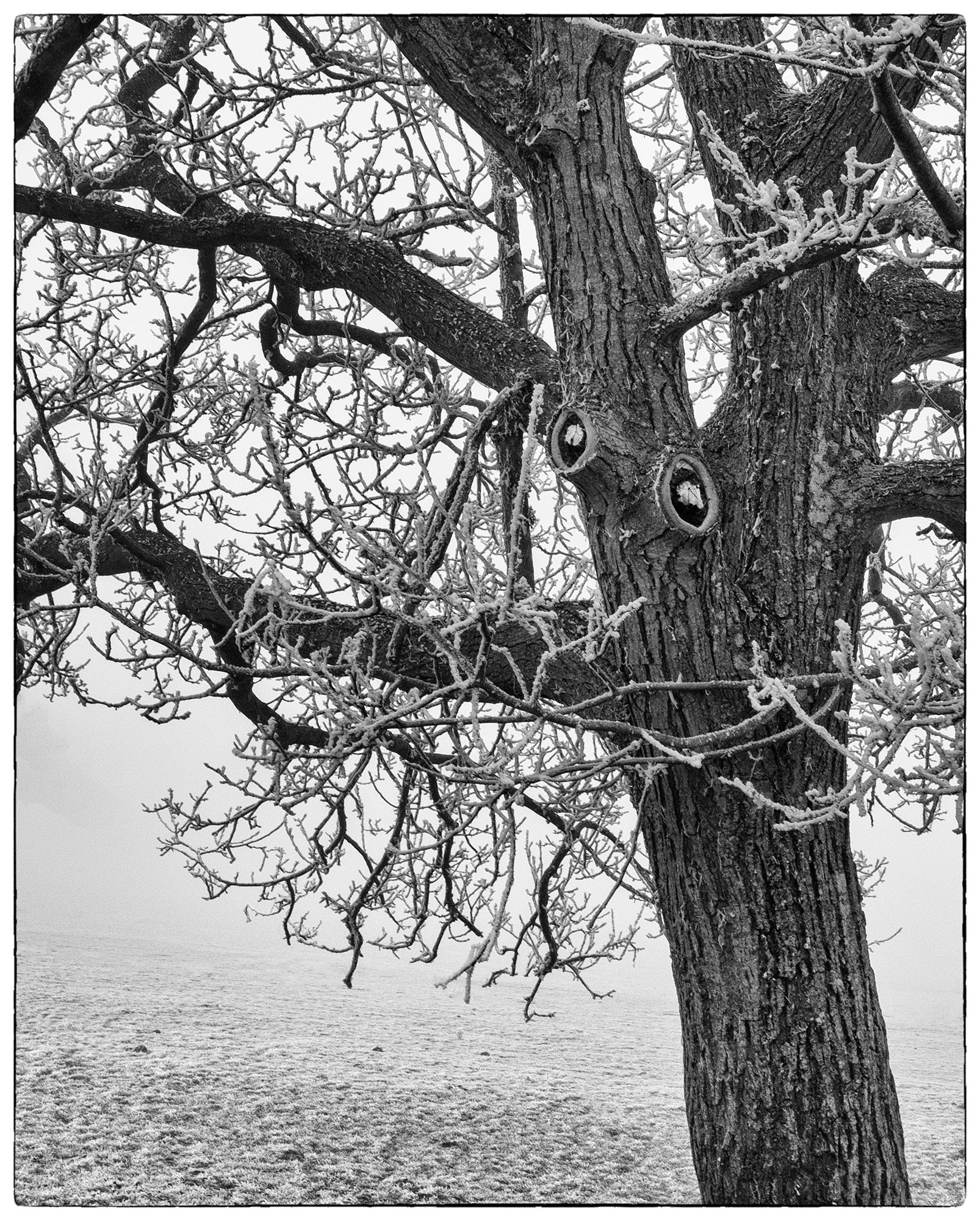 Le givre Emotions numériques