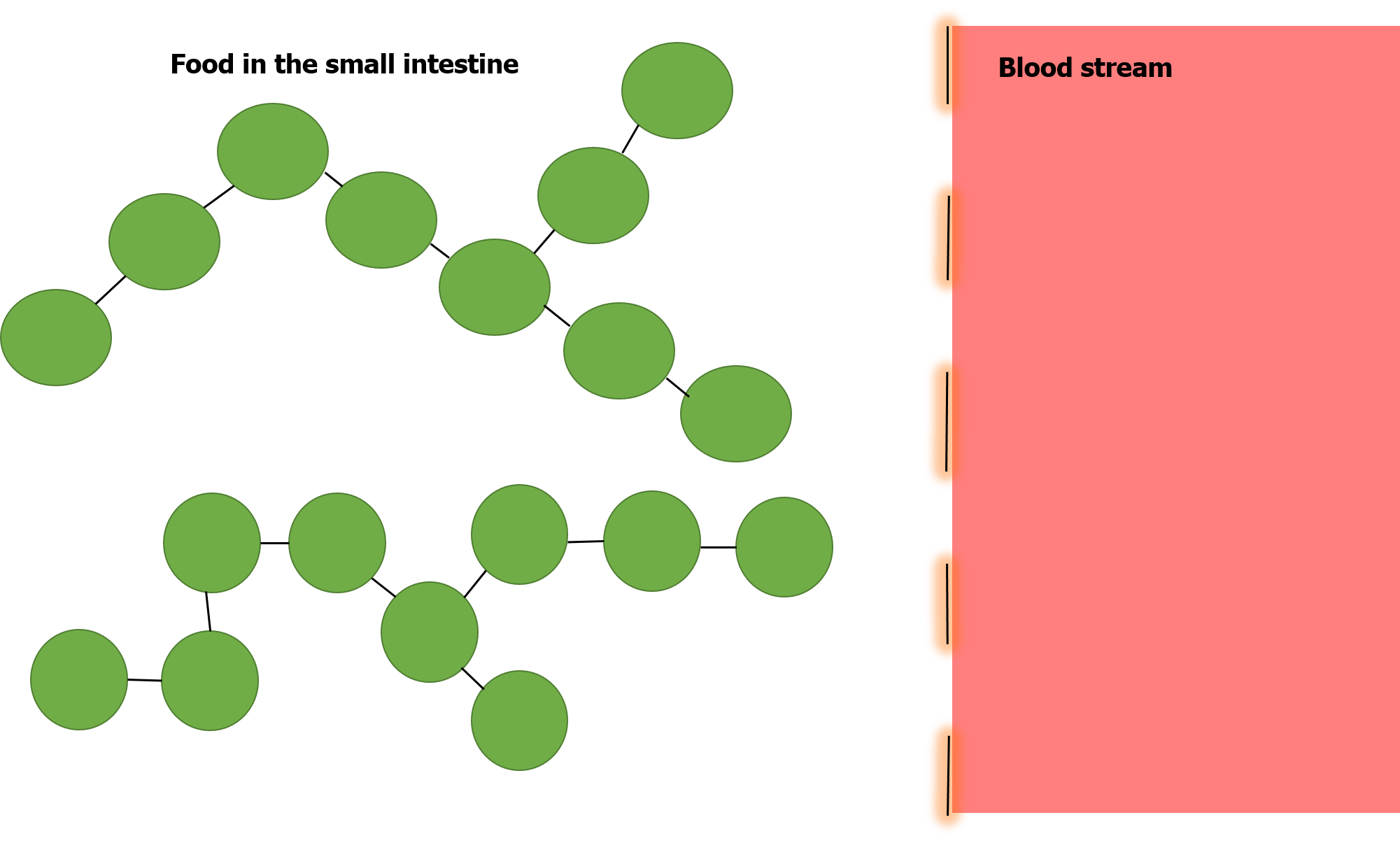 Digestive System | You are what you eat