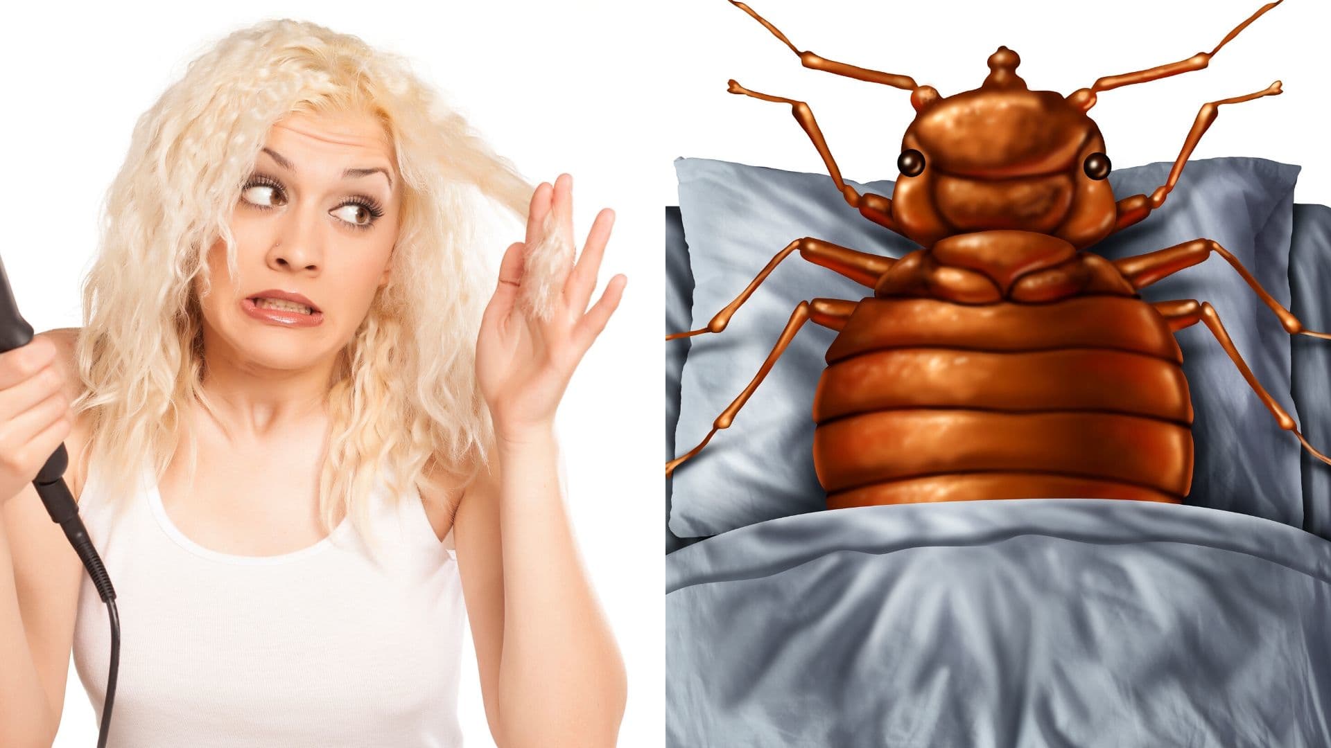 Can Bed Bugs Live in Your Hair? Refine Your Image