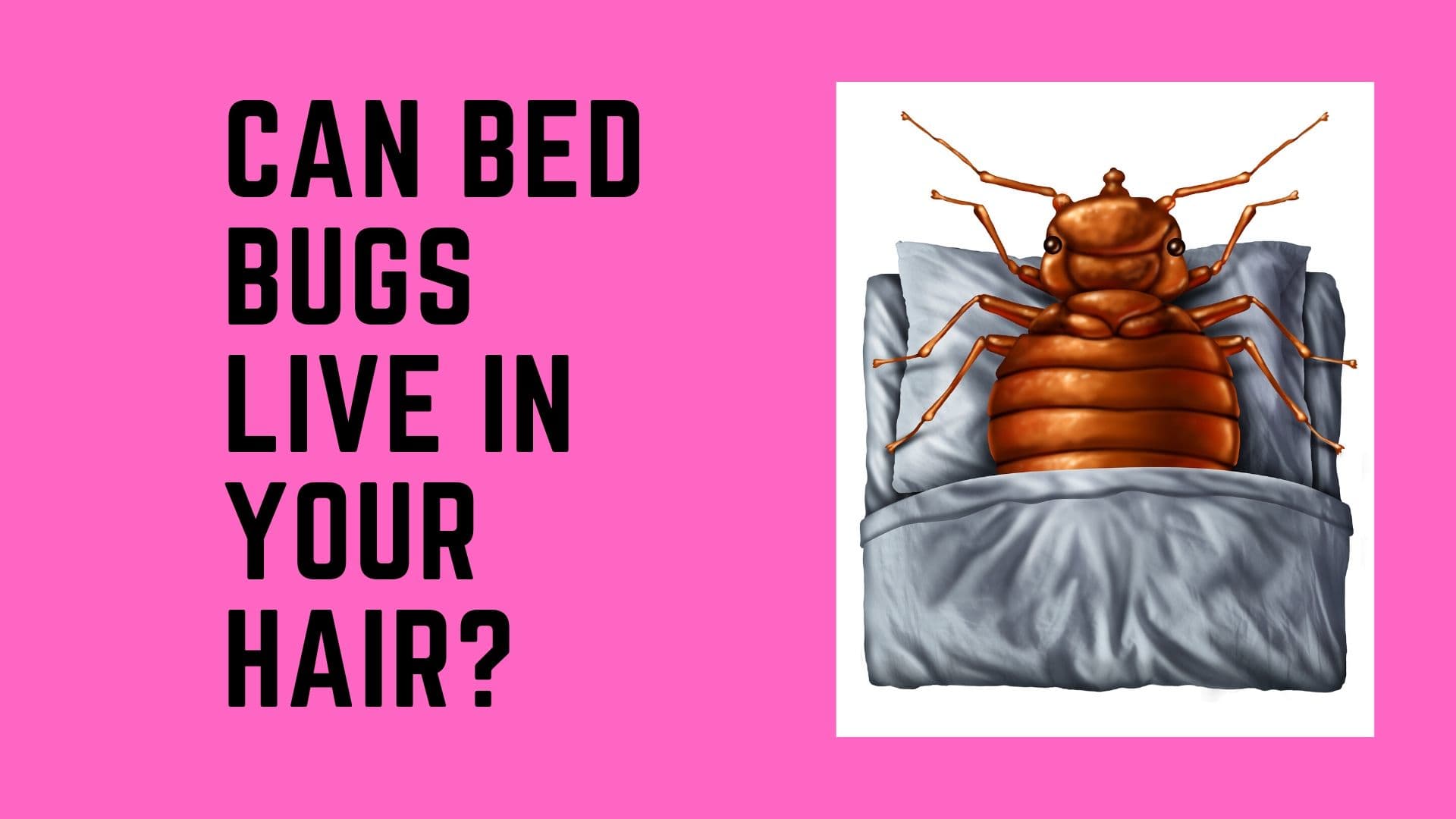 Can Bed Bugs Live in Your Hair? Refine Your Image