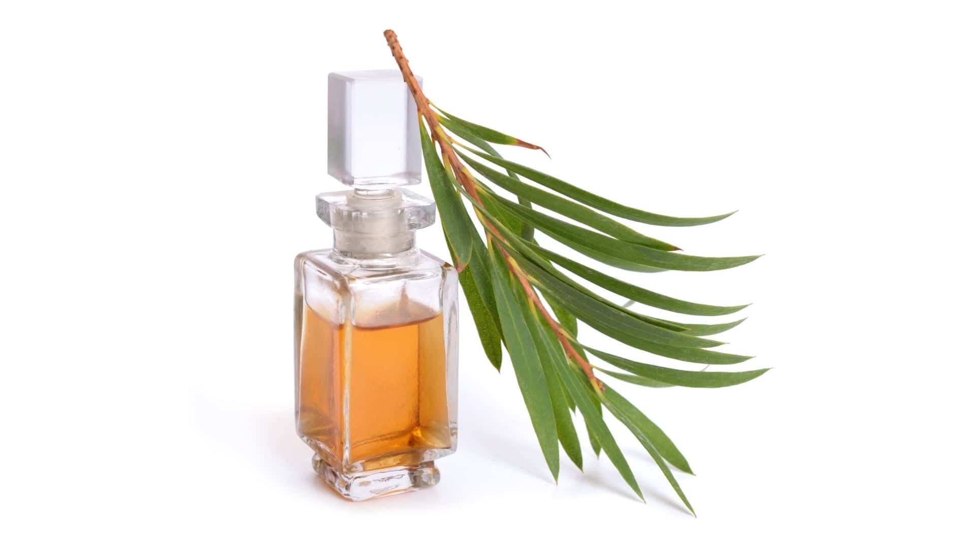 Tea Tree Oil for Dandruff Does It Work, Uses, and Benefits