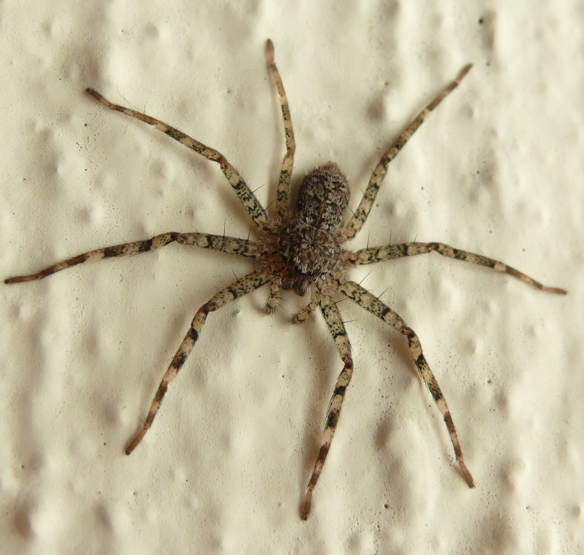 North American Spider Identification Chart