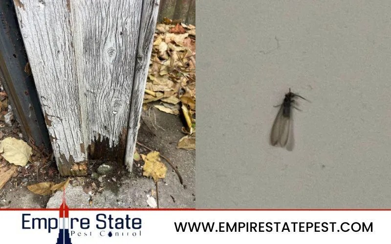 Empire State Pest Control Brooklyn's Trusted Exterminators
