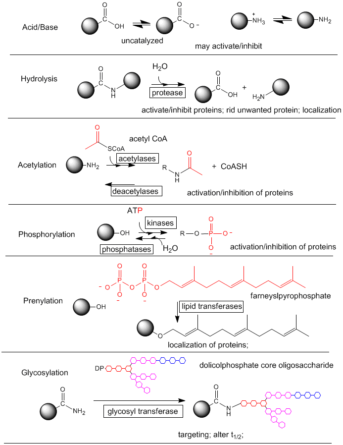 Chemical Modification Of Proteins Ppt / PPT Posttranslational