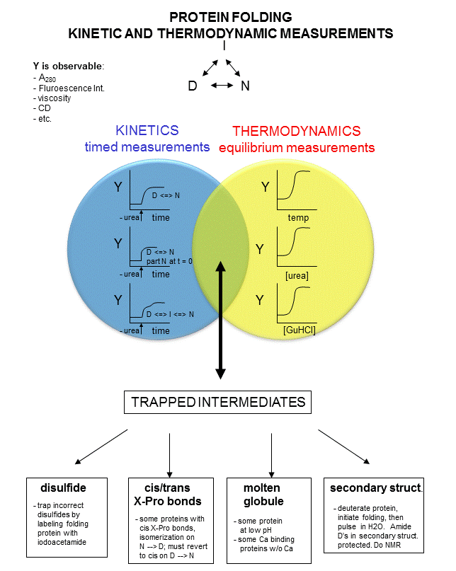4.5 Protein Denaturation and Folding Biology LibreTexts