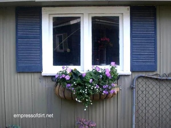 Window box on shed featuring purple flowers.
