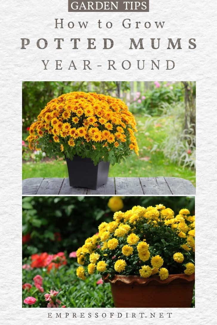 Orange and yellow mums in flower pots.