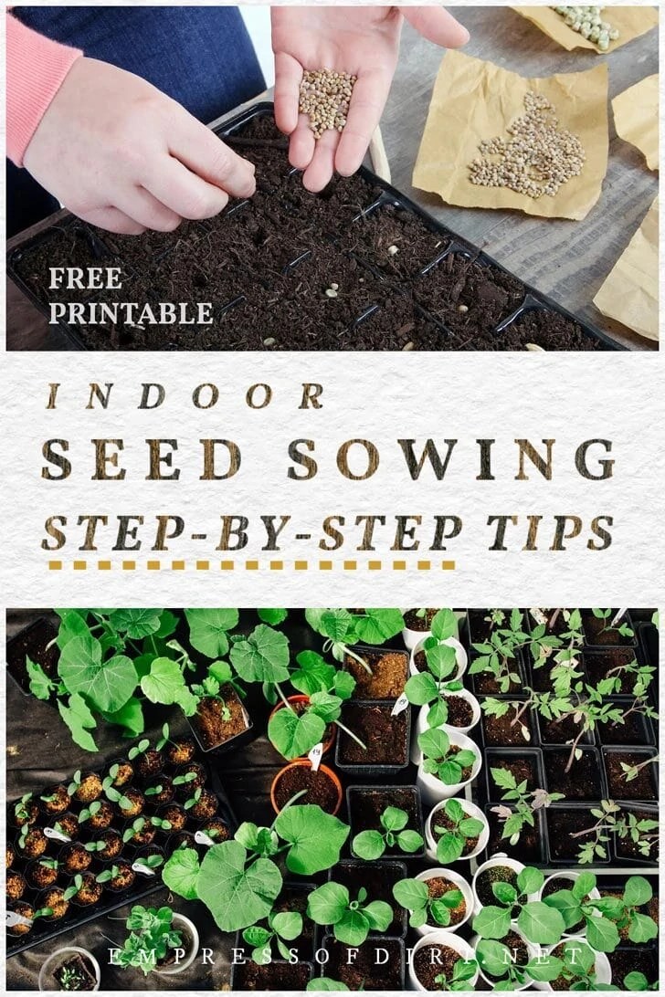 How to Sow Seeds Indoors StepbyStep — Empress of Dirt