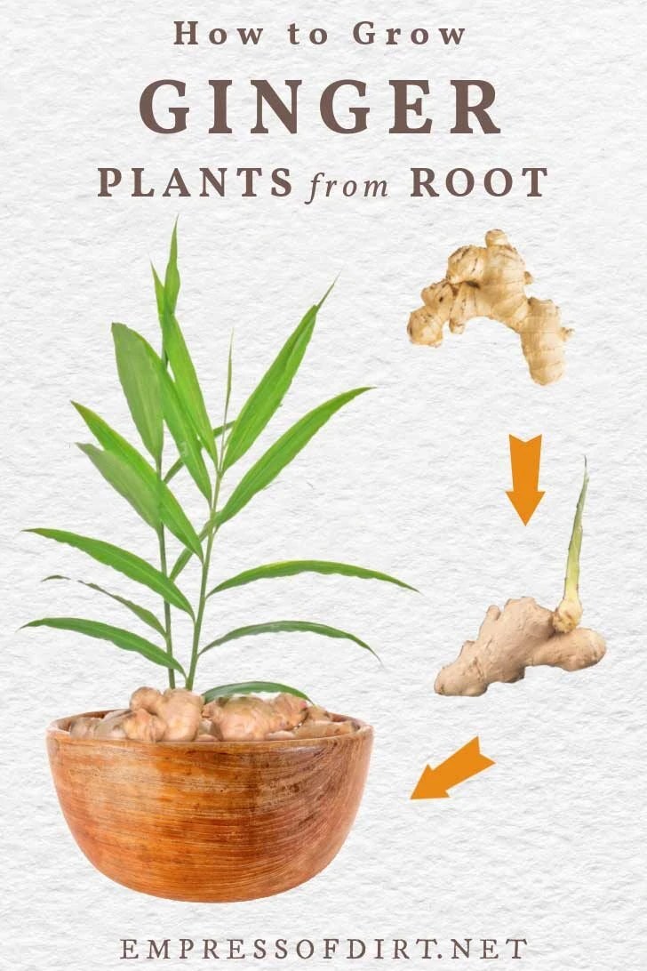 How To Sprout Ginger Root (& Indoor Growing Tips) — Empress of Dirt