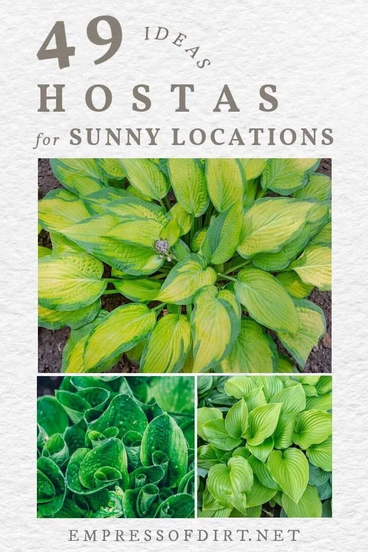 Hostas for Sun SunTolerant Options For Your Garden