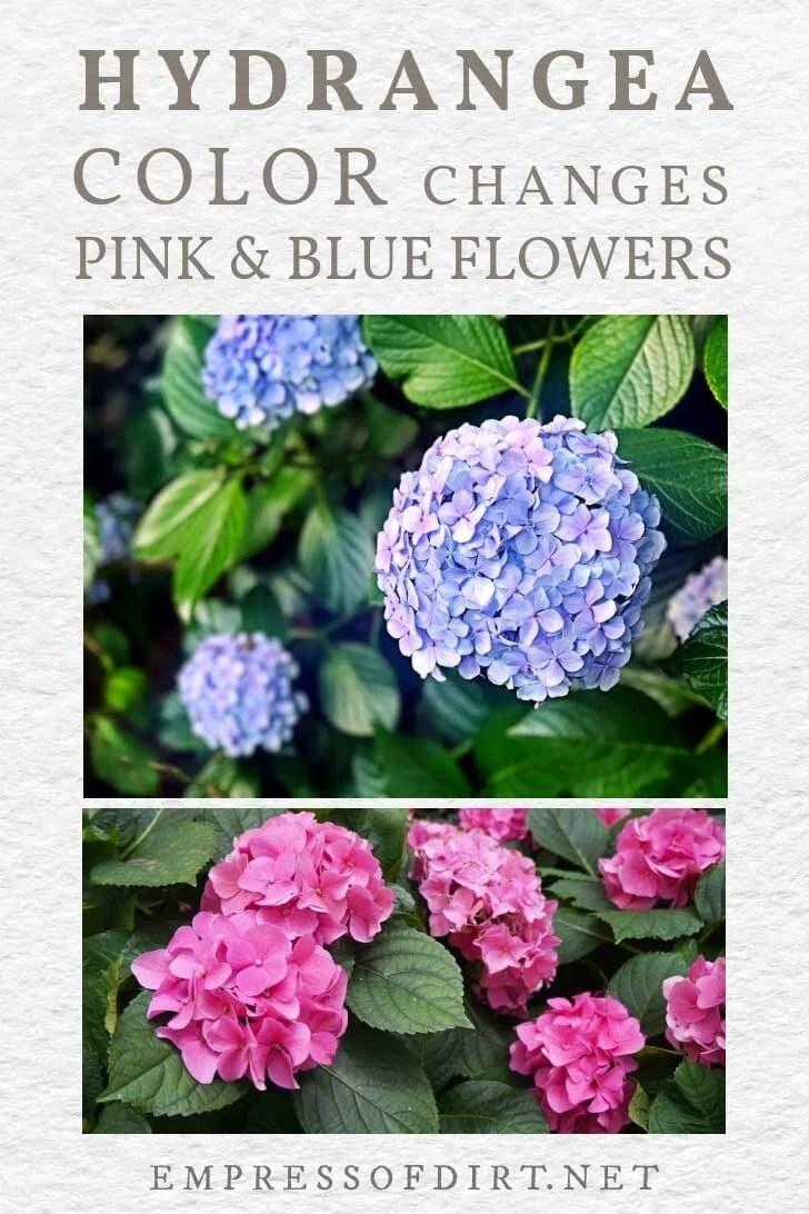 How to Change Hydrangea Flowers From Pink to Blue (or Vice Versa)