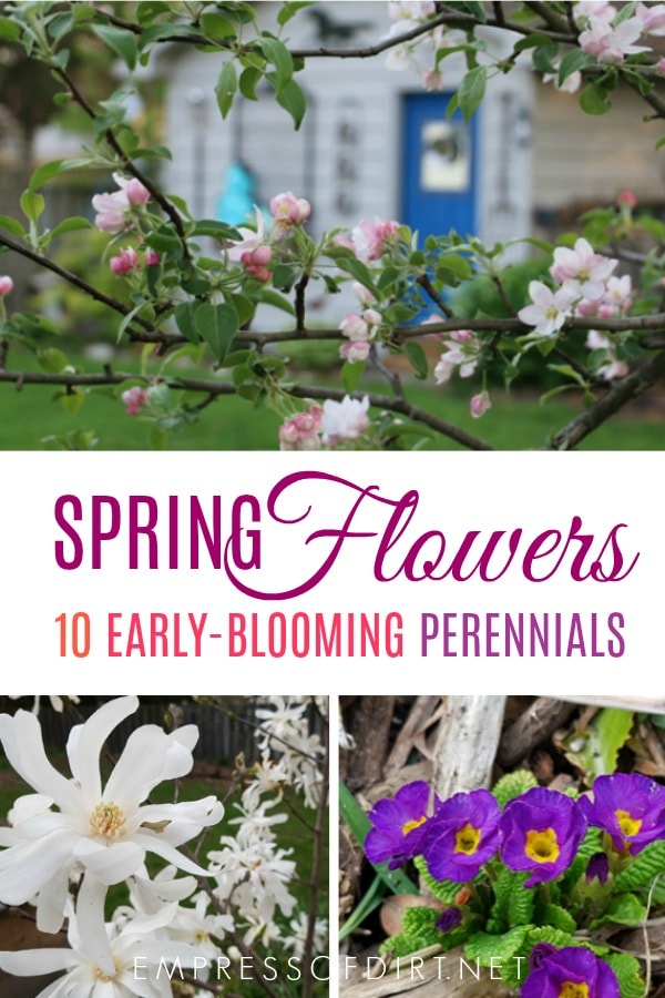 10 Favorite Spring Blooming Perennial Flowers Empress of Dirt