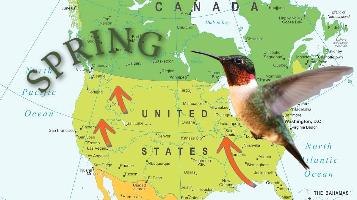 Spring hummingbird migration map for the United States and Canada.