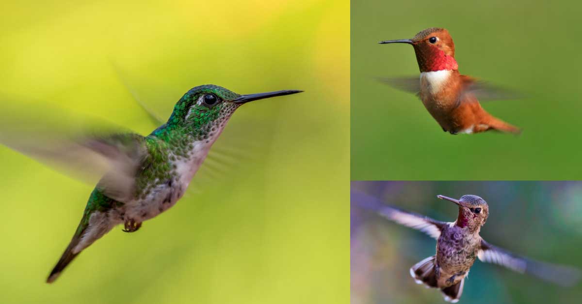 Various hummingbirds in flight.
