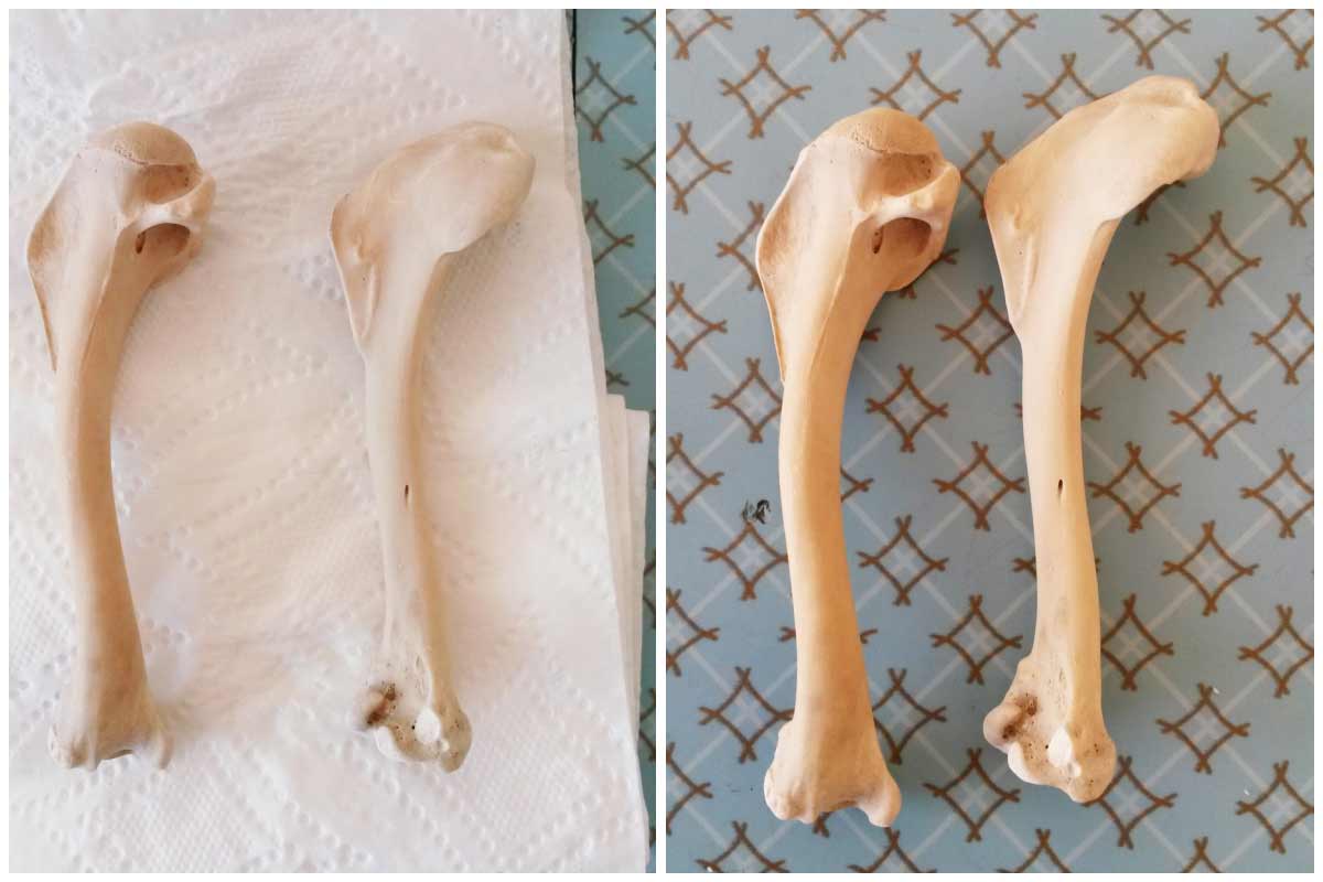 Bones before and after cleaning.