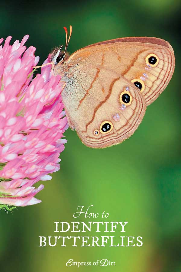 Helpful Tips for Identifying Butterflies in Your Garden Empress of Dirt