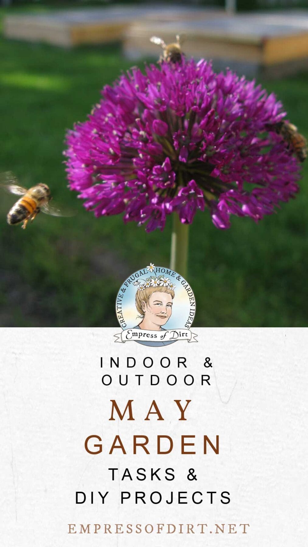 Bees hovering over purple allium flowers in May garden