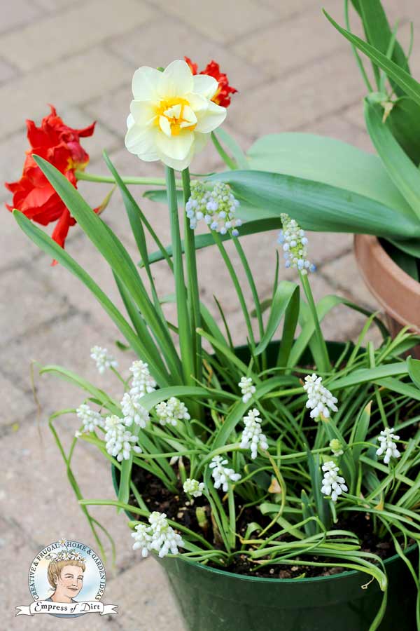 Flower Bulb Planting Tips for Beginners Empress of Dirt