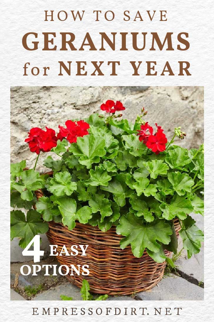 4 Easy Ways to Overwinter Geraniums Empress of Dirt