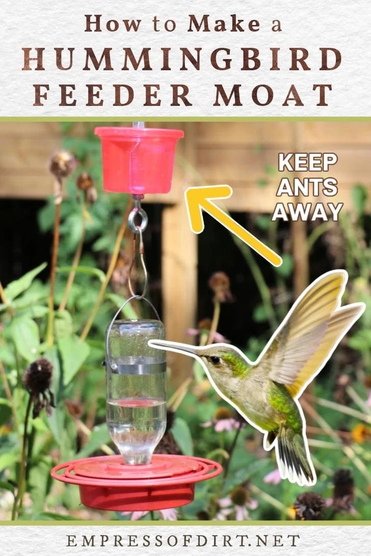 Easy DIY Ant Moat For Hummingbird Feeders