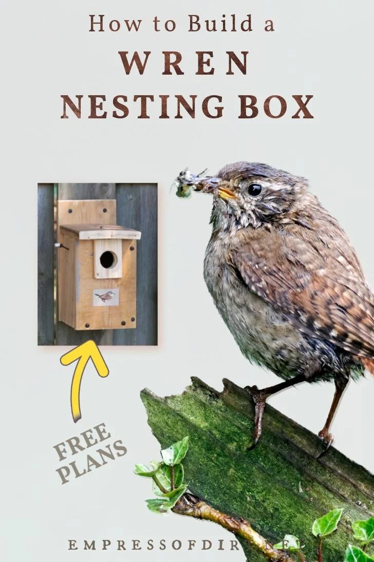 Wren bird and a wren nesting box.