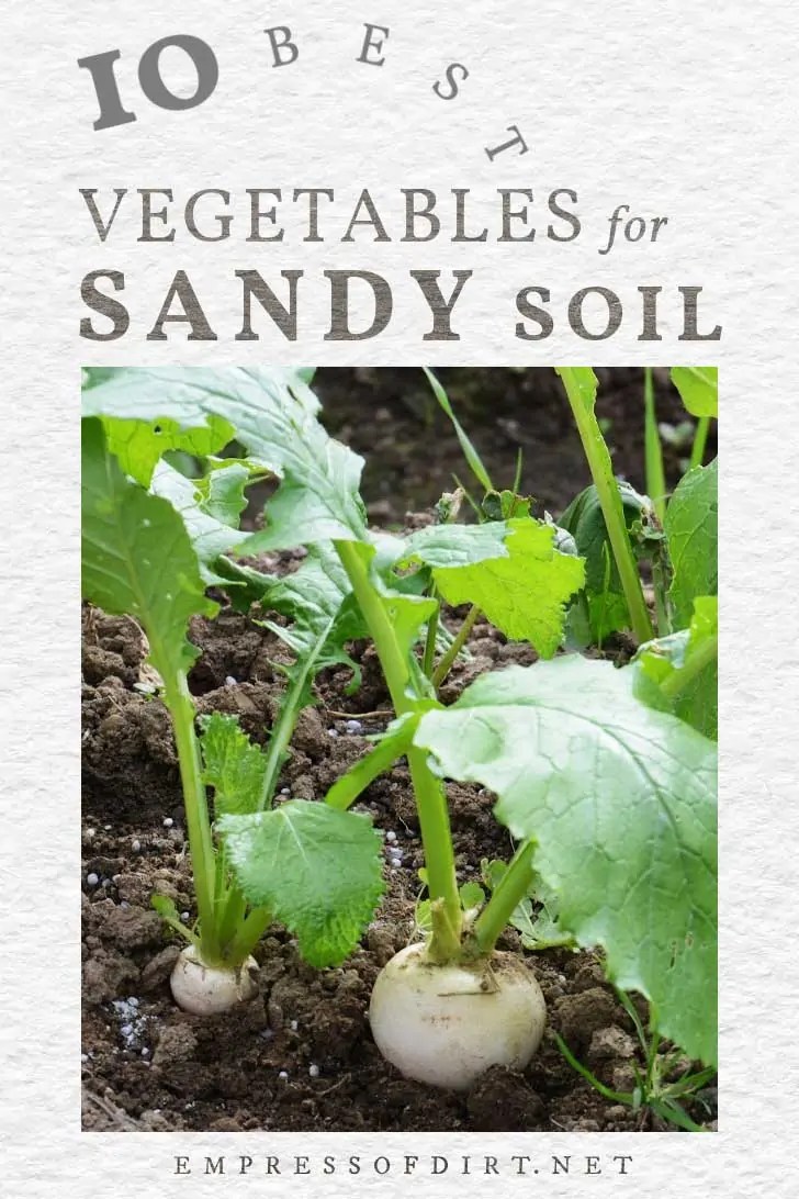 10 Best Vegetables for Sandy Soils Empress of Dirt
