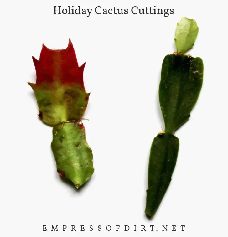 3 Quick Ways to Grow Christmas Cactus From Cuttings