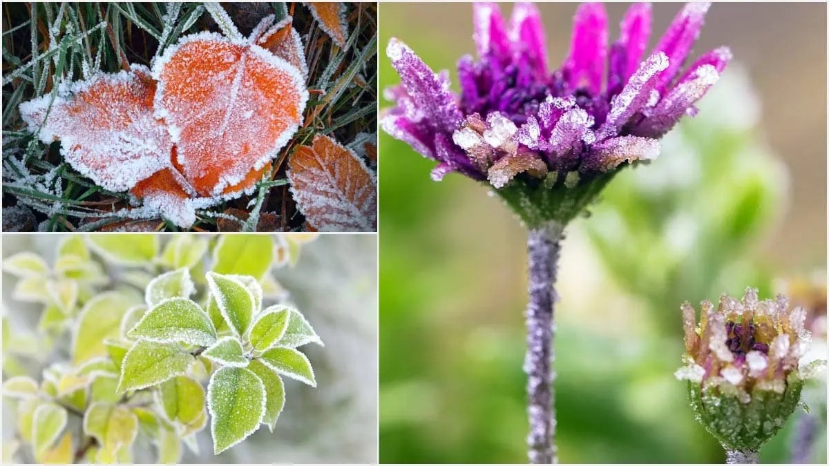 Frost On Plants