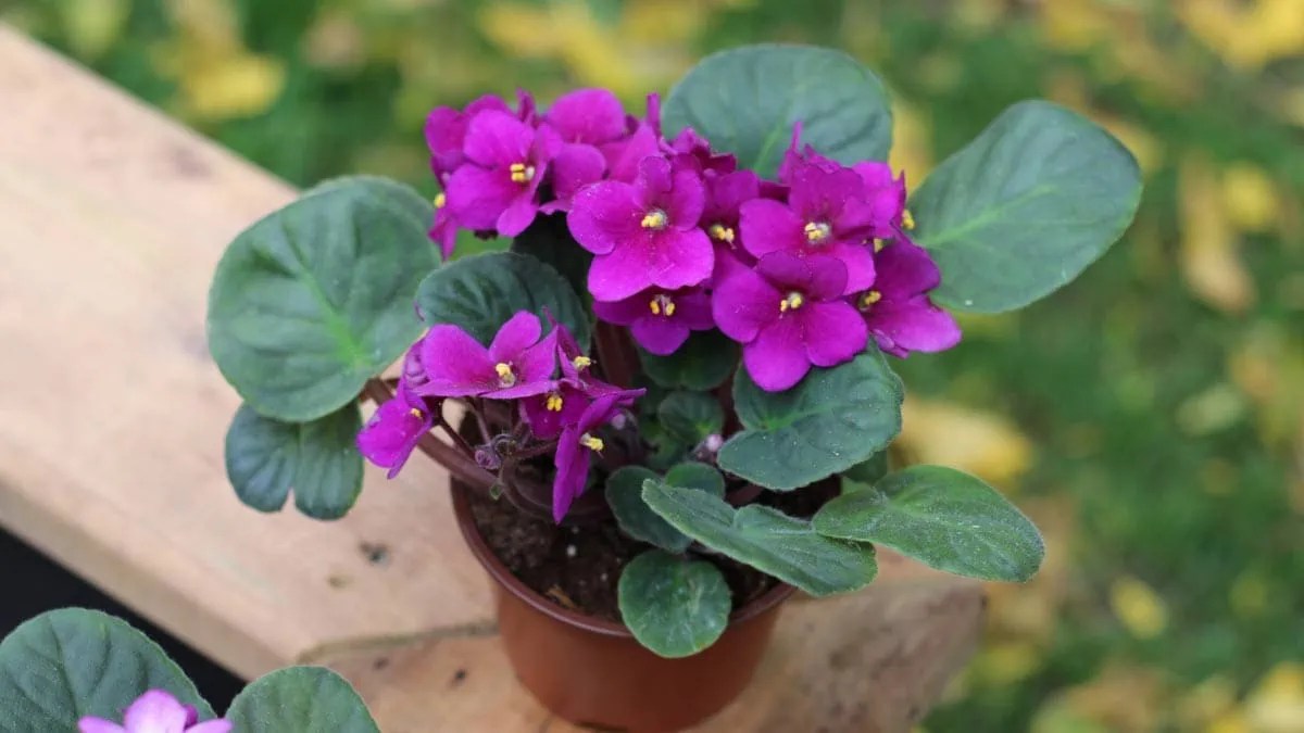 How to Make African Violets Bloom & Rebloom