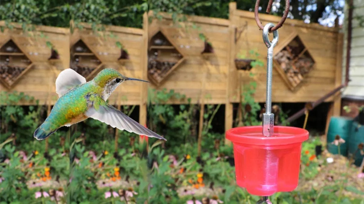 Easy DIY Ant Moat For Hummingbird Feeders