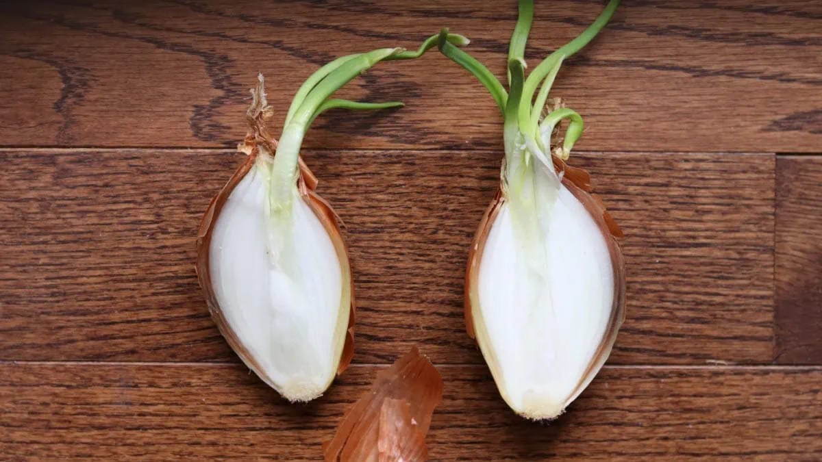 Are Green Onions Safe For Dogs