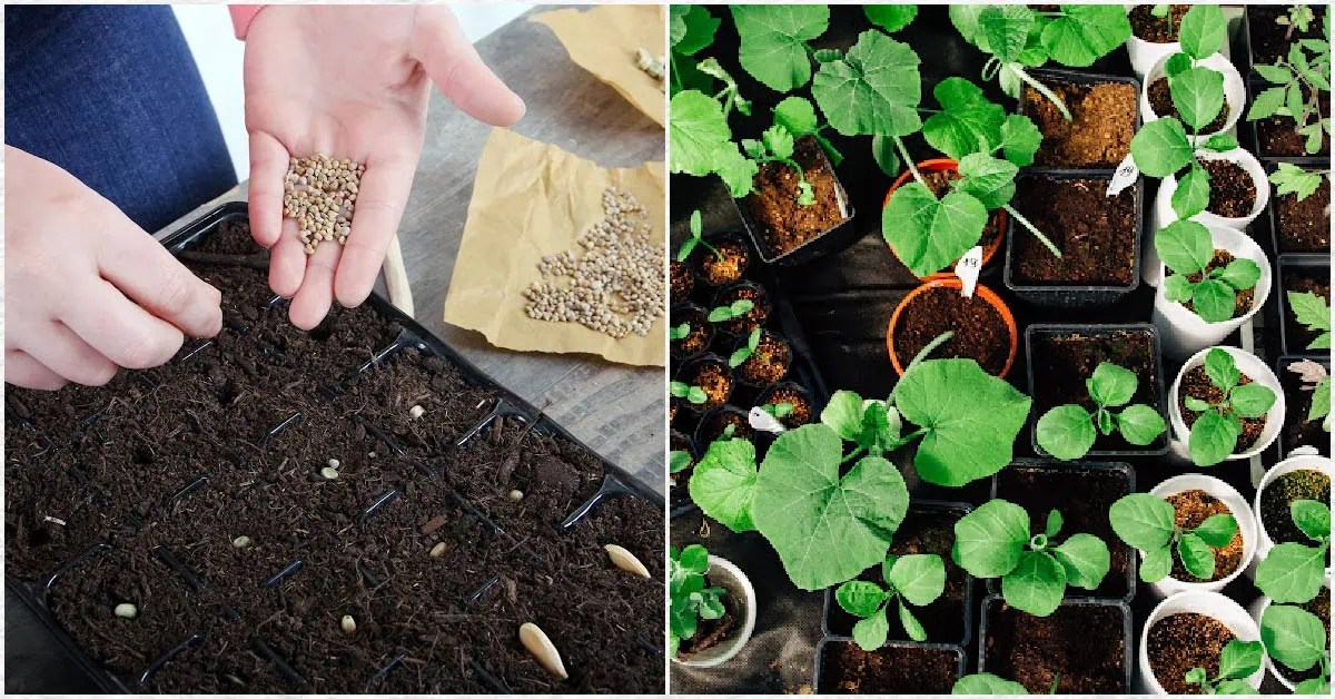 How to Sow Seeds Indoors StepbyStep — Empress of Dirt