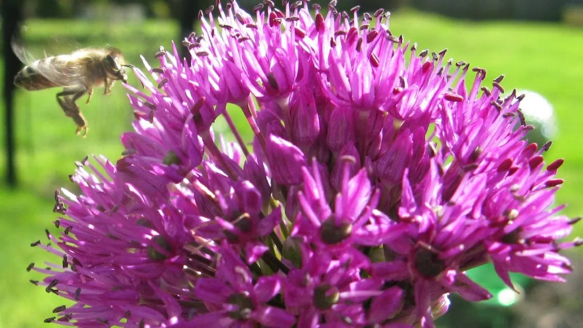 How to Grow Alliums For Spring Flowers Bees Love