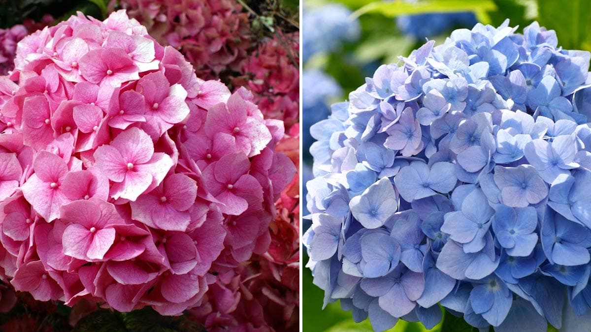 Pink and blue hydrangea flowers.