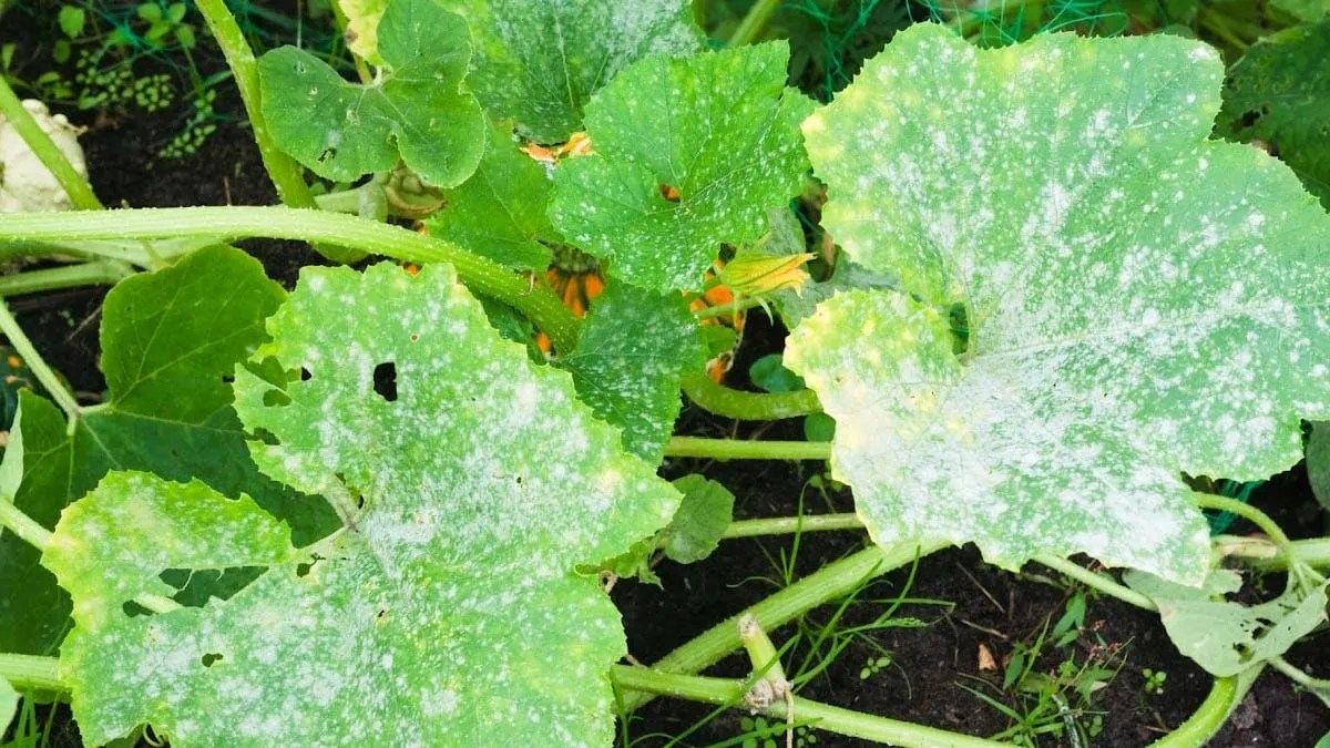 Powdery Mildew In Home Gardens (What to Do) — Empress of Dirt