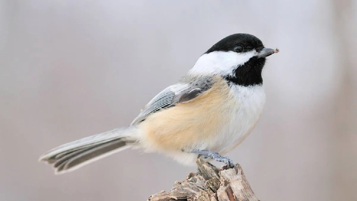 Make a Chickadee Nesting Box (Free Plans) Empress of Dirt