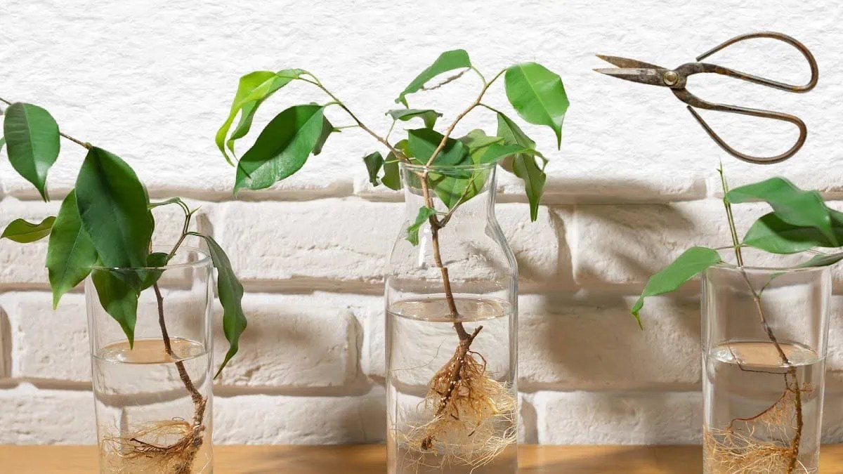 20 Easy Plant Propagation Tutorials for Gardeners Empress of Dirt