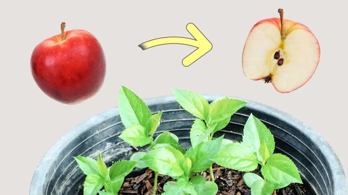 How to Grow An Apple Tree From Seed (Easy Tutorial)