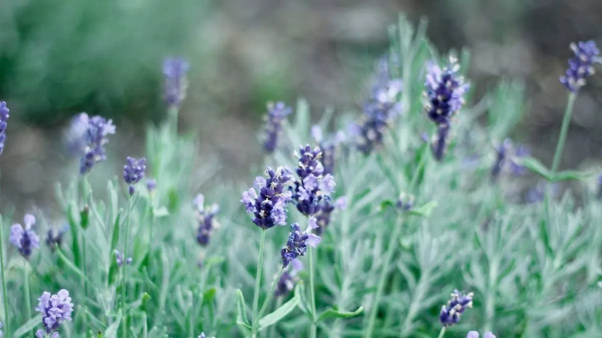 How to Identify Lavender (Hardy & Annual)
