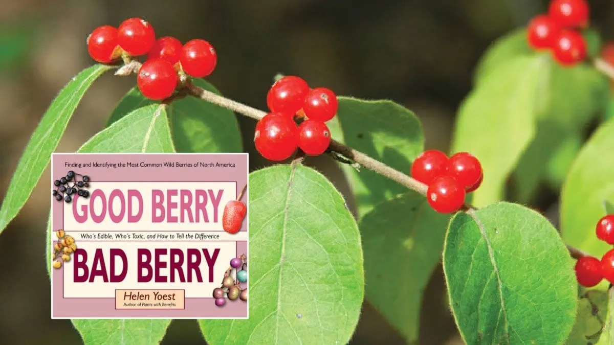 7 Popular Garden Plants with Poisonous Berries (ID Photos)