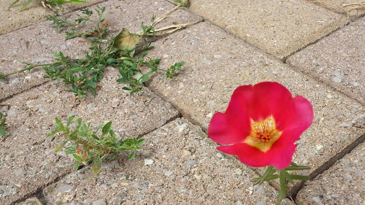 Brick driveways with weeds growing between the cracks.