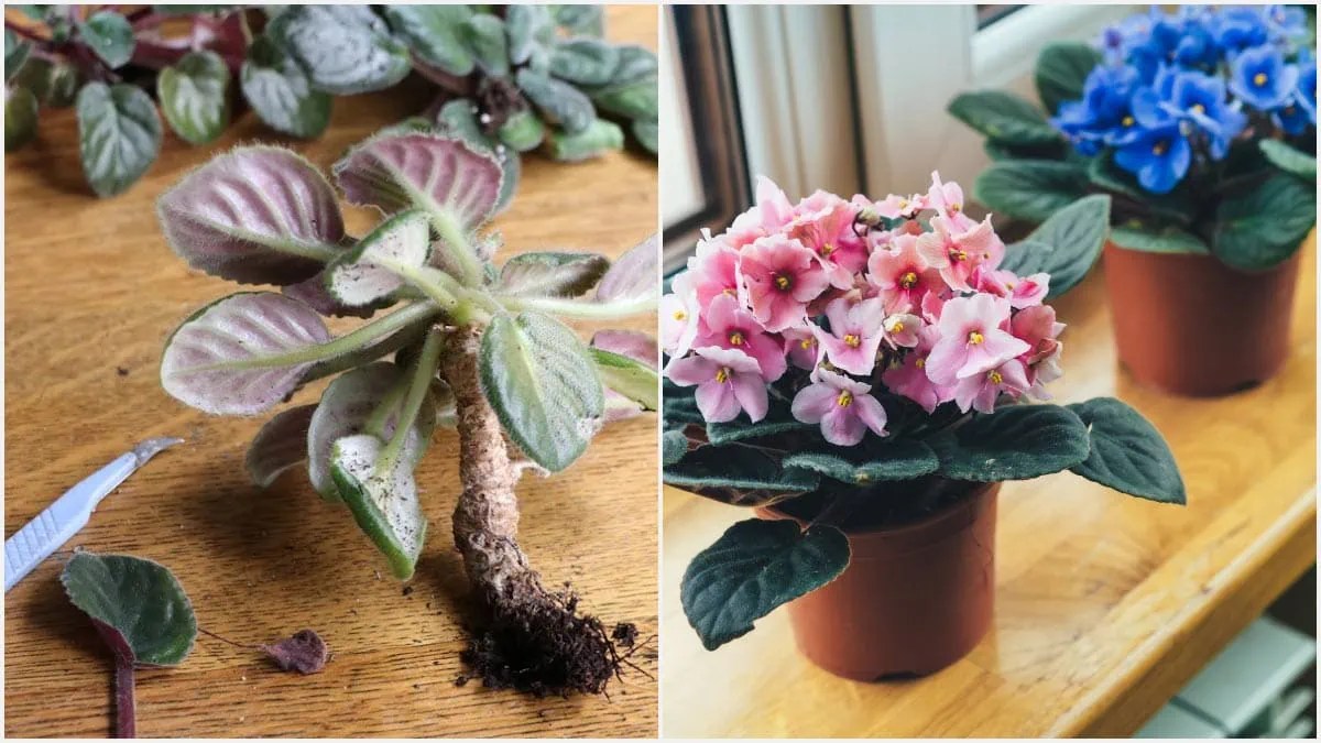 How to Repot African Violets — Empress of Dirt