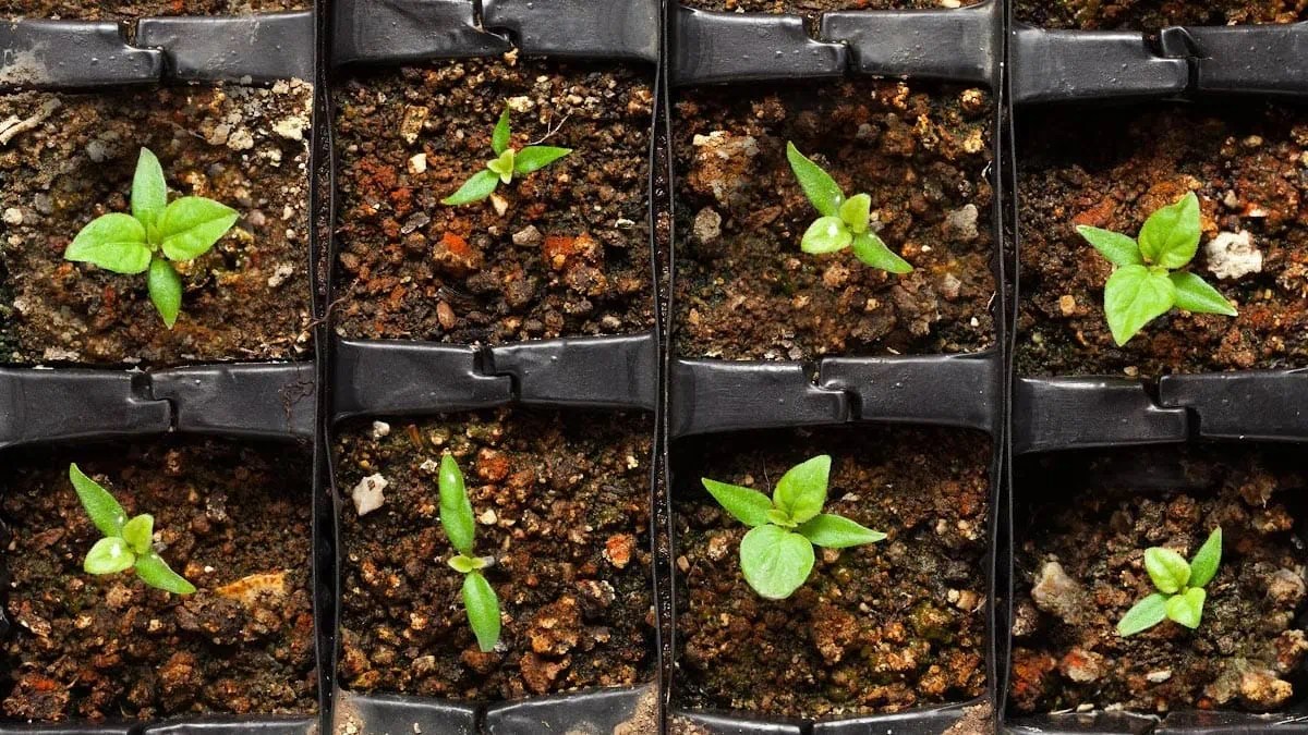 Seeds Not Sprouting? How to Fix Common Germination Problems