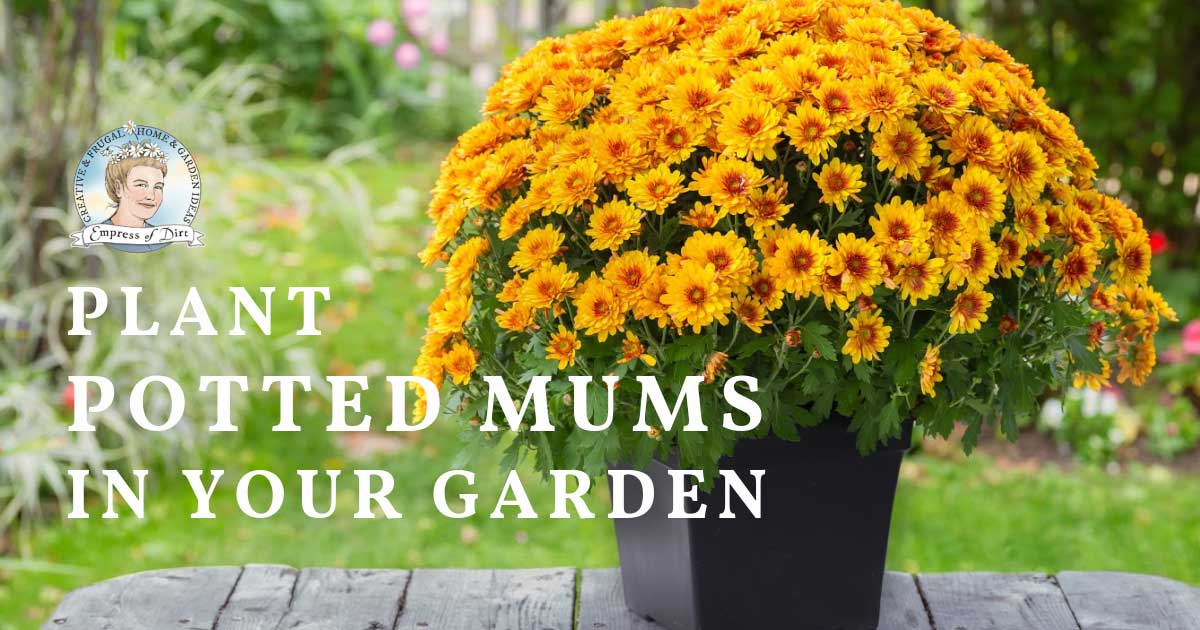 Planting Mums In The Ground-Guide To Planting Perennial Mums Planting Potted Mums Outdoors As Year-Round Perennials