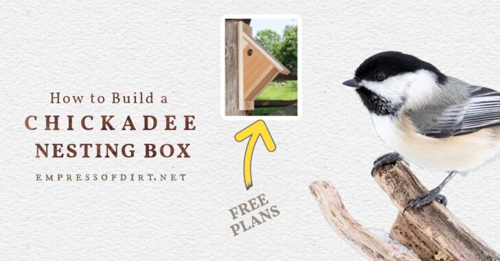 Chickadee and a chickadee nesting box.