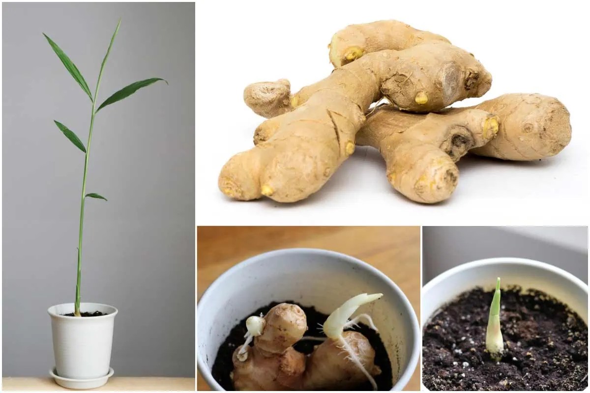 How To Sprout Ginger Root (& Indoor Growing Tips) — Empress of Dirt
