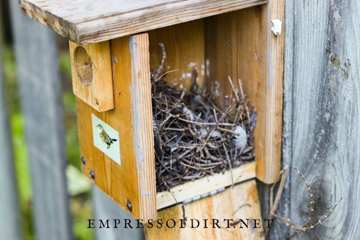Wren nesting materials in nesting box.