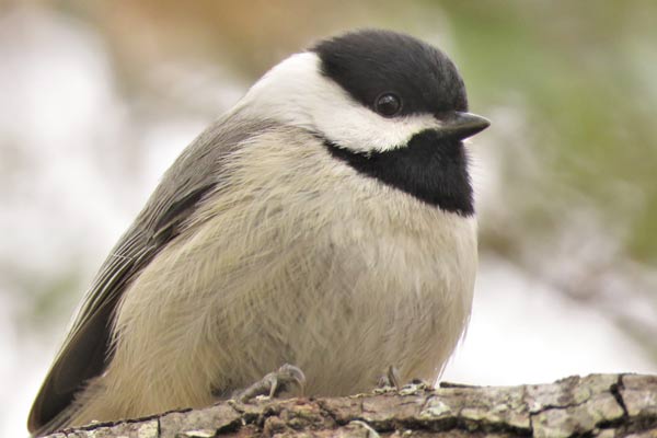 Chickadee nesting box plans