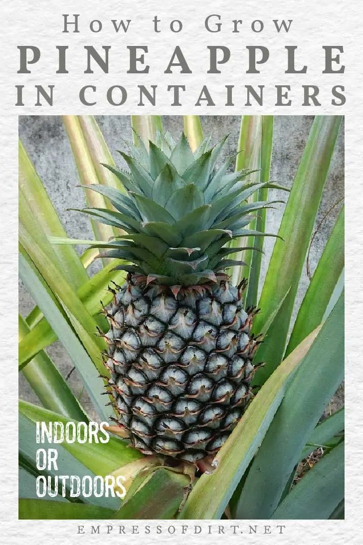 How to Care For a Pineapple Plant (Indoor Houseplant) — Empress of Dirt